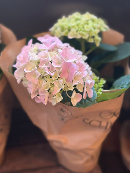 Indoor Hydrangea - Flowering