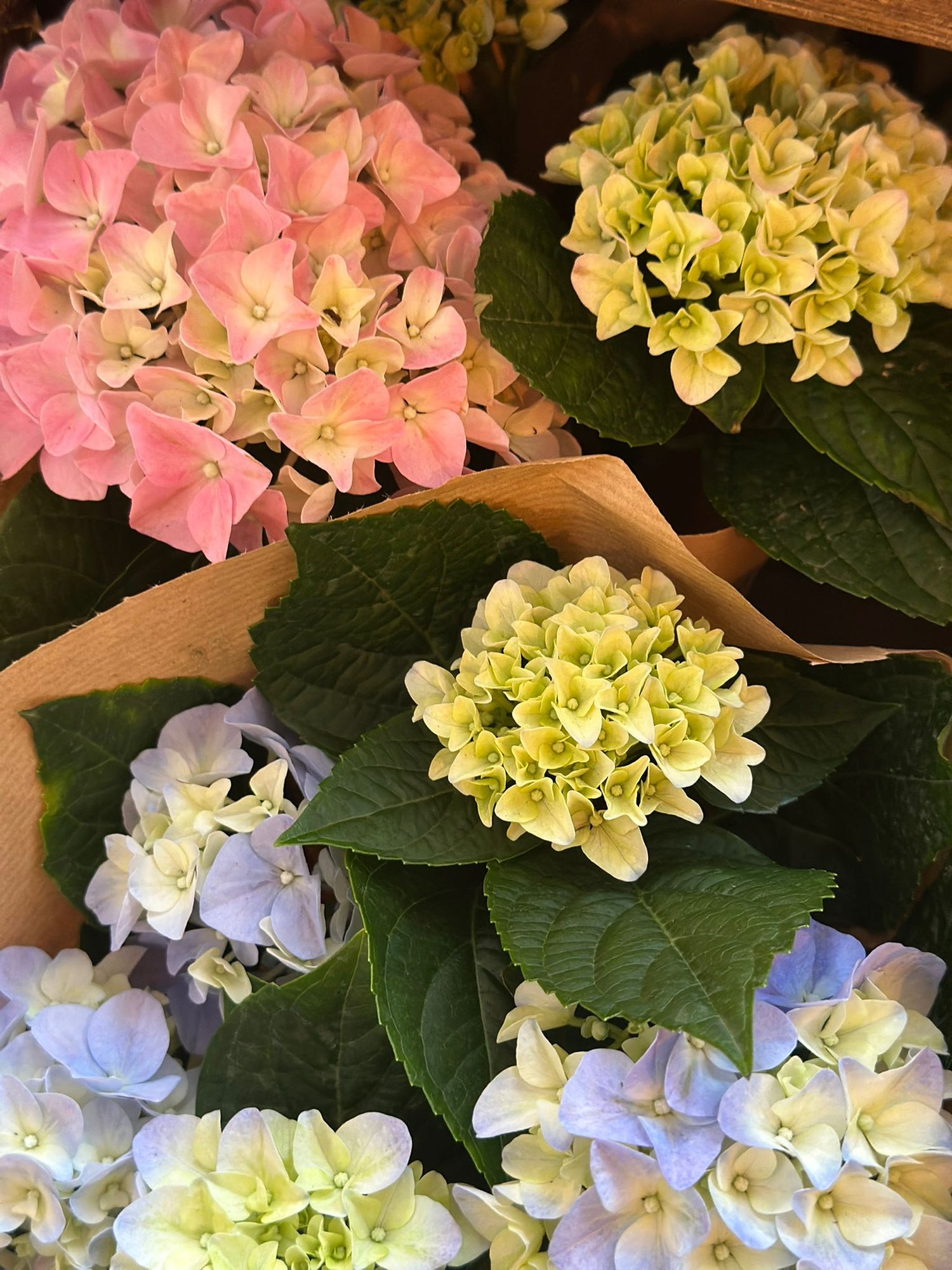 Indoor Hydrangea - Flowering