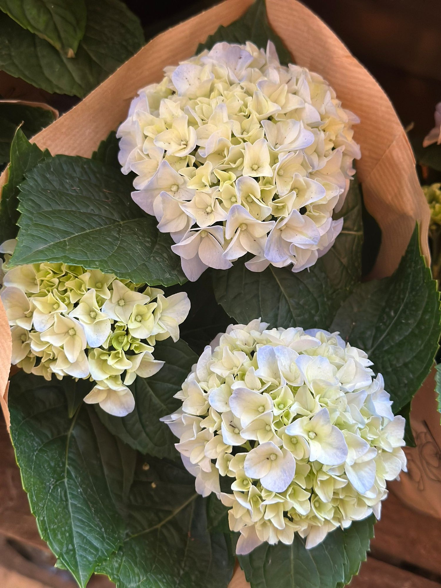 Indoor Hydrangea - Flowering