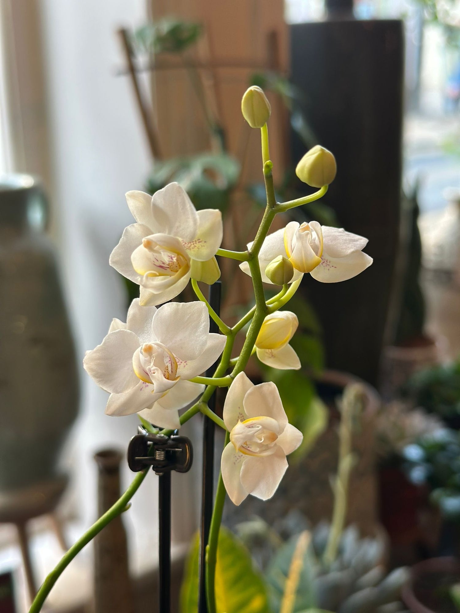 Phalaenopsis - Mini Orchid in Pot