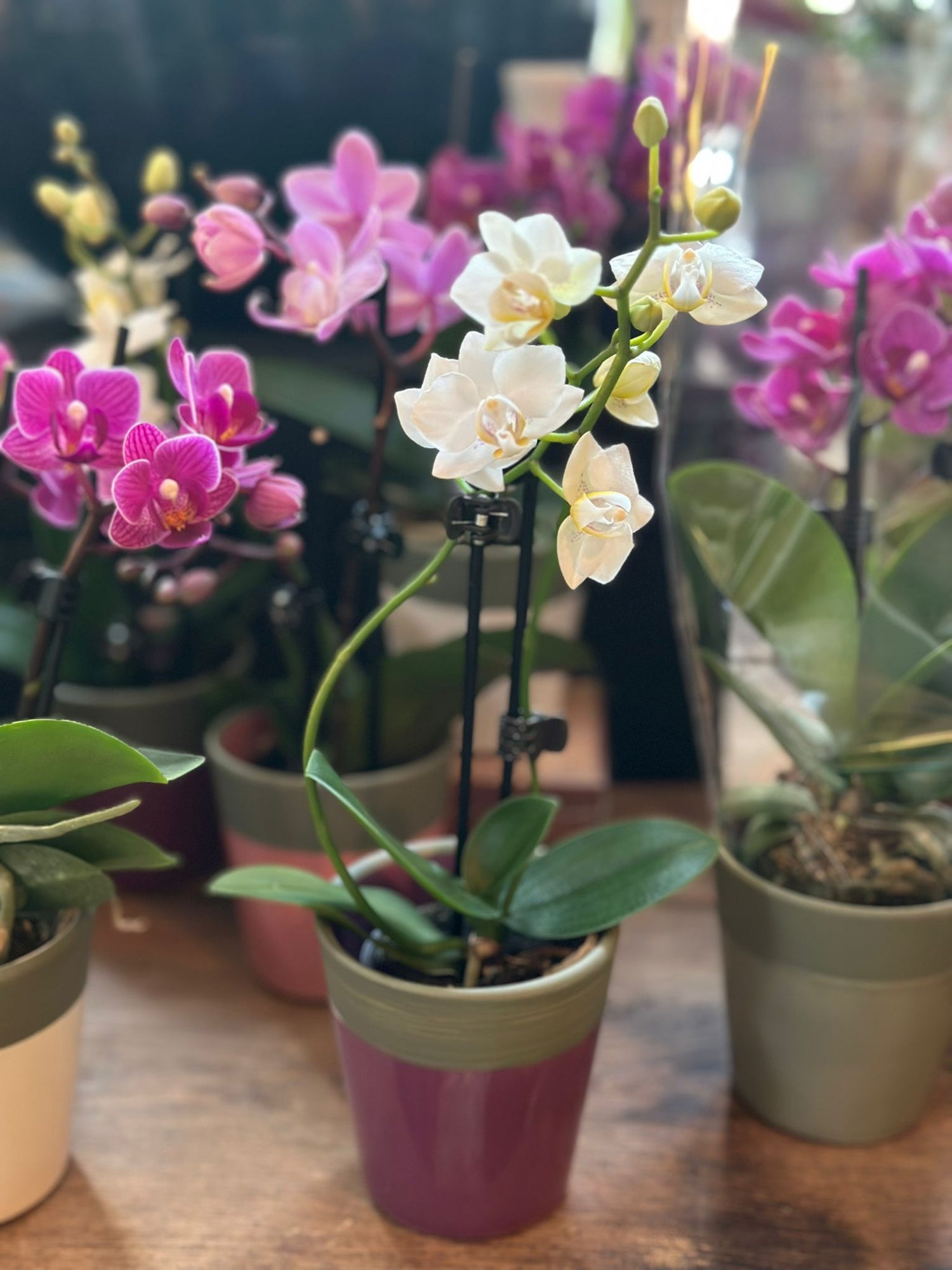 Phalaenopsis - Mini Orchid in Pot