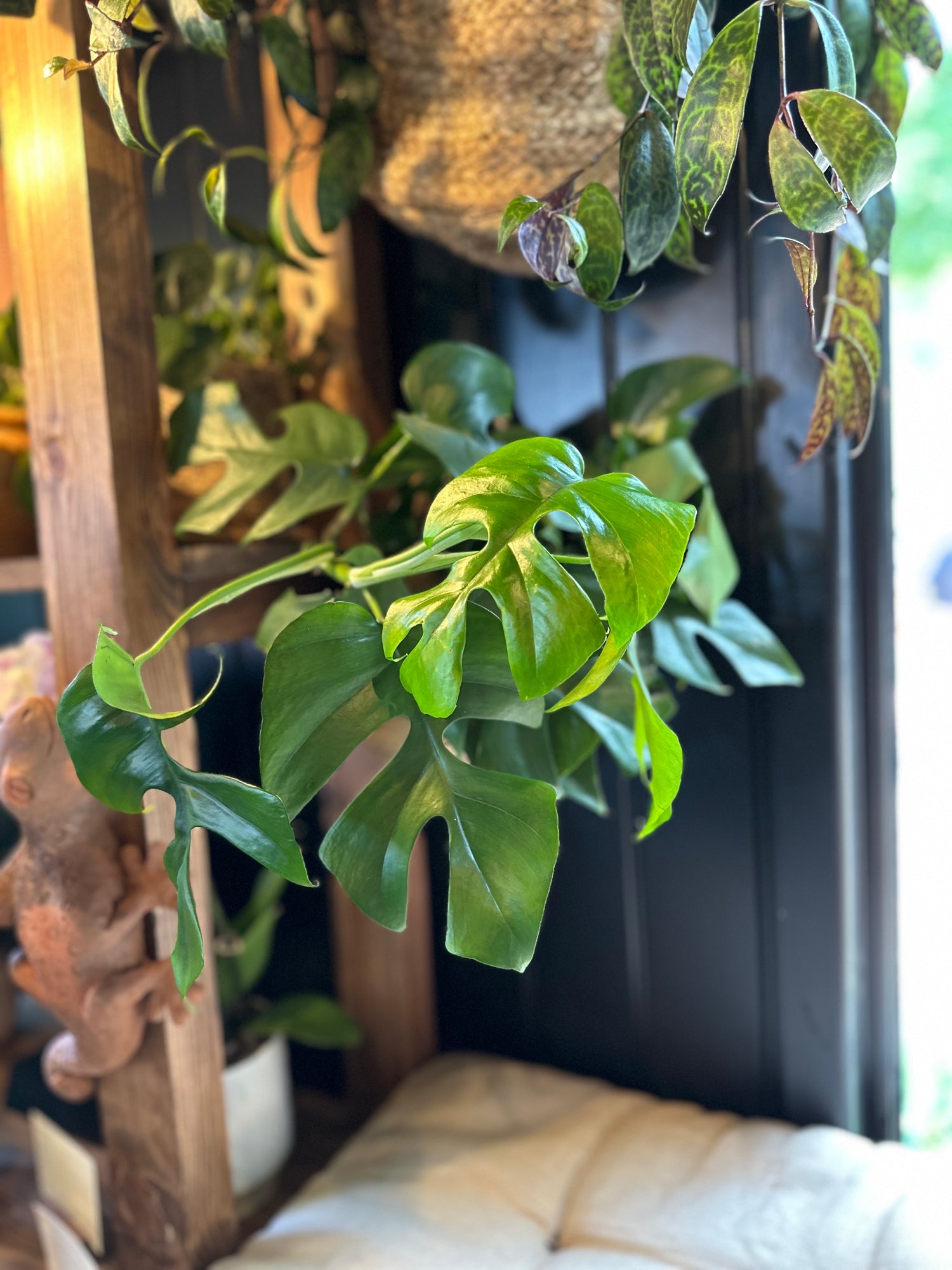 Monstera Minima