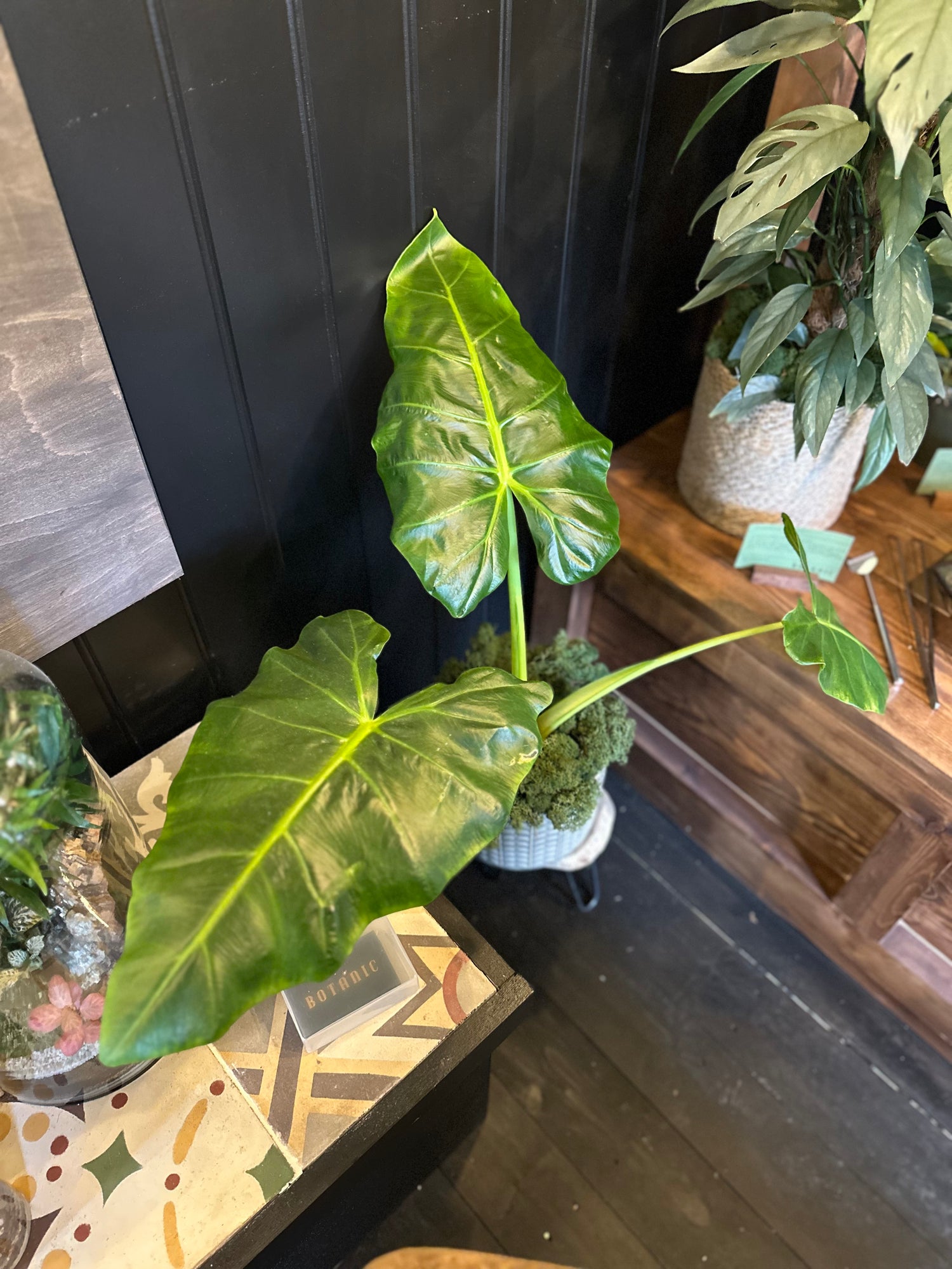 Alocasia Lutea