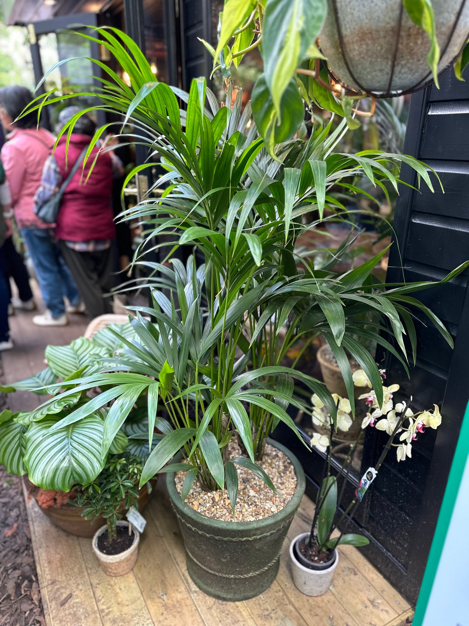 Kentia Palm