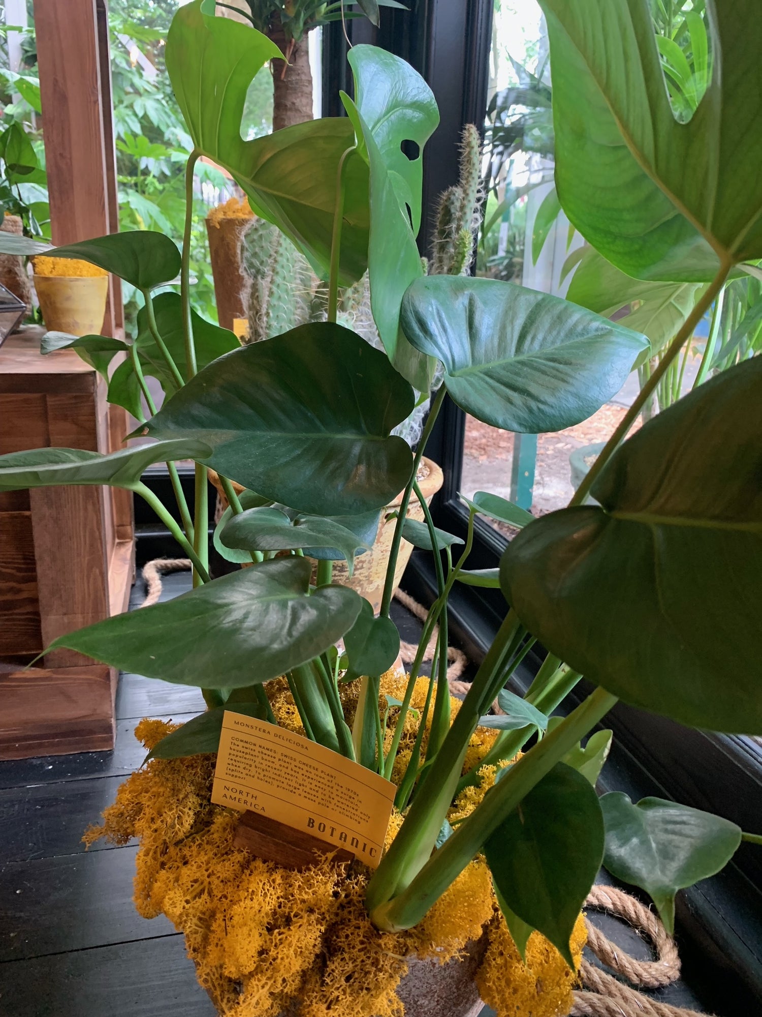 swiss cheese plant uk Swiss cheese plant – BotanicYork