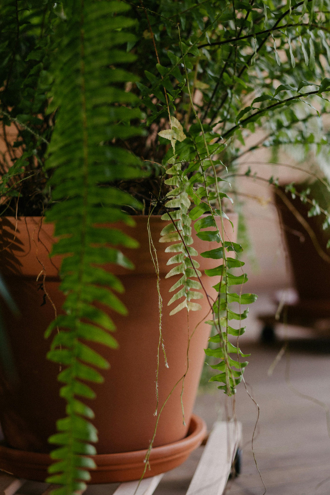 Nephrolepsis Exaltata - Green Lady 27 cm