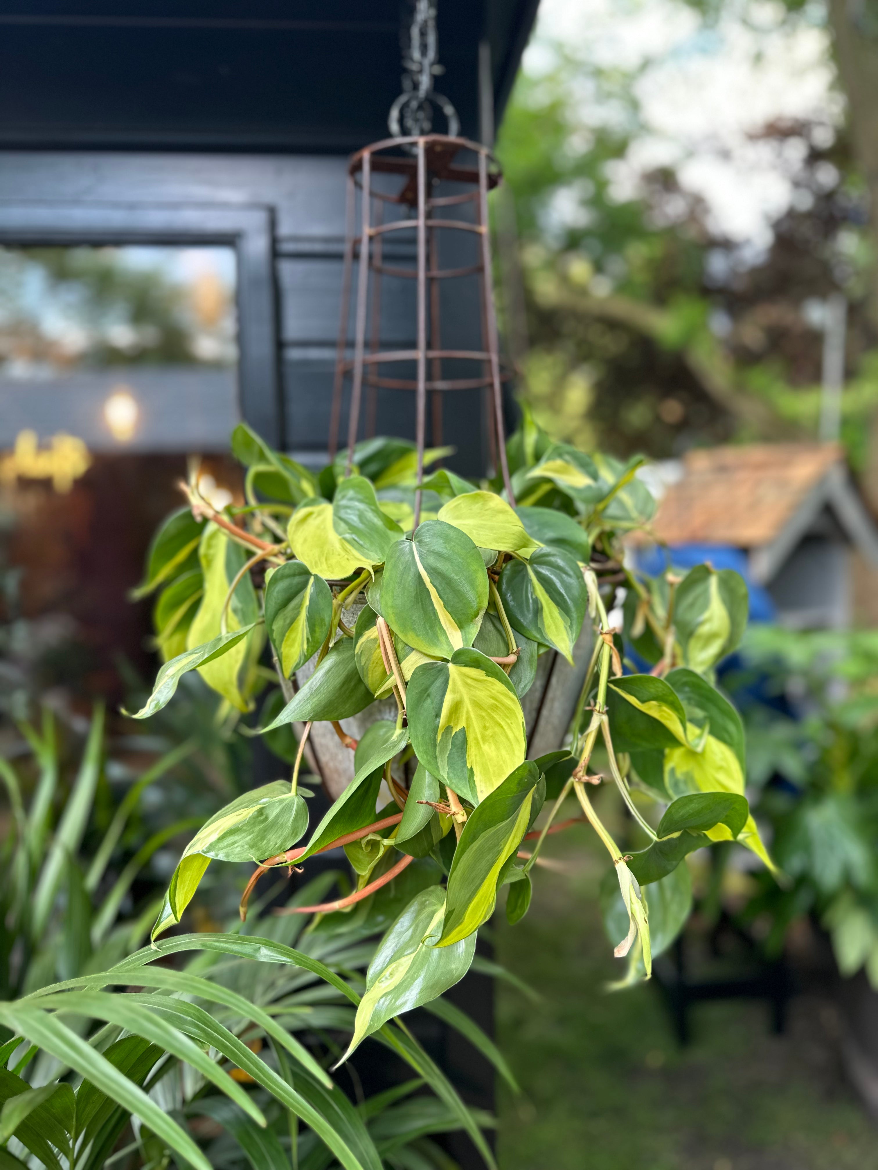 Heart Leaf Philodendron