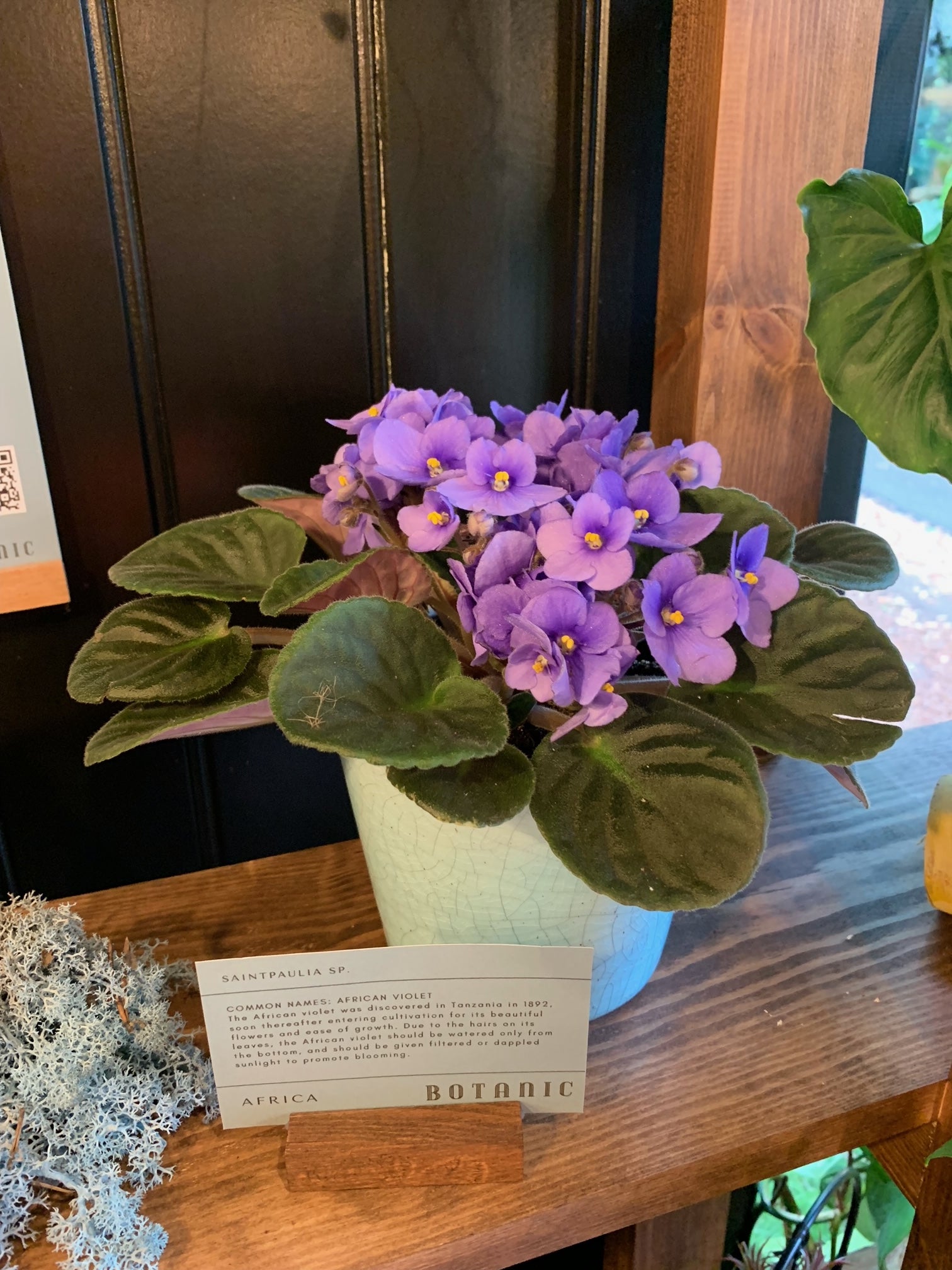 African Violet