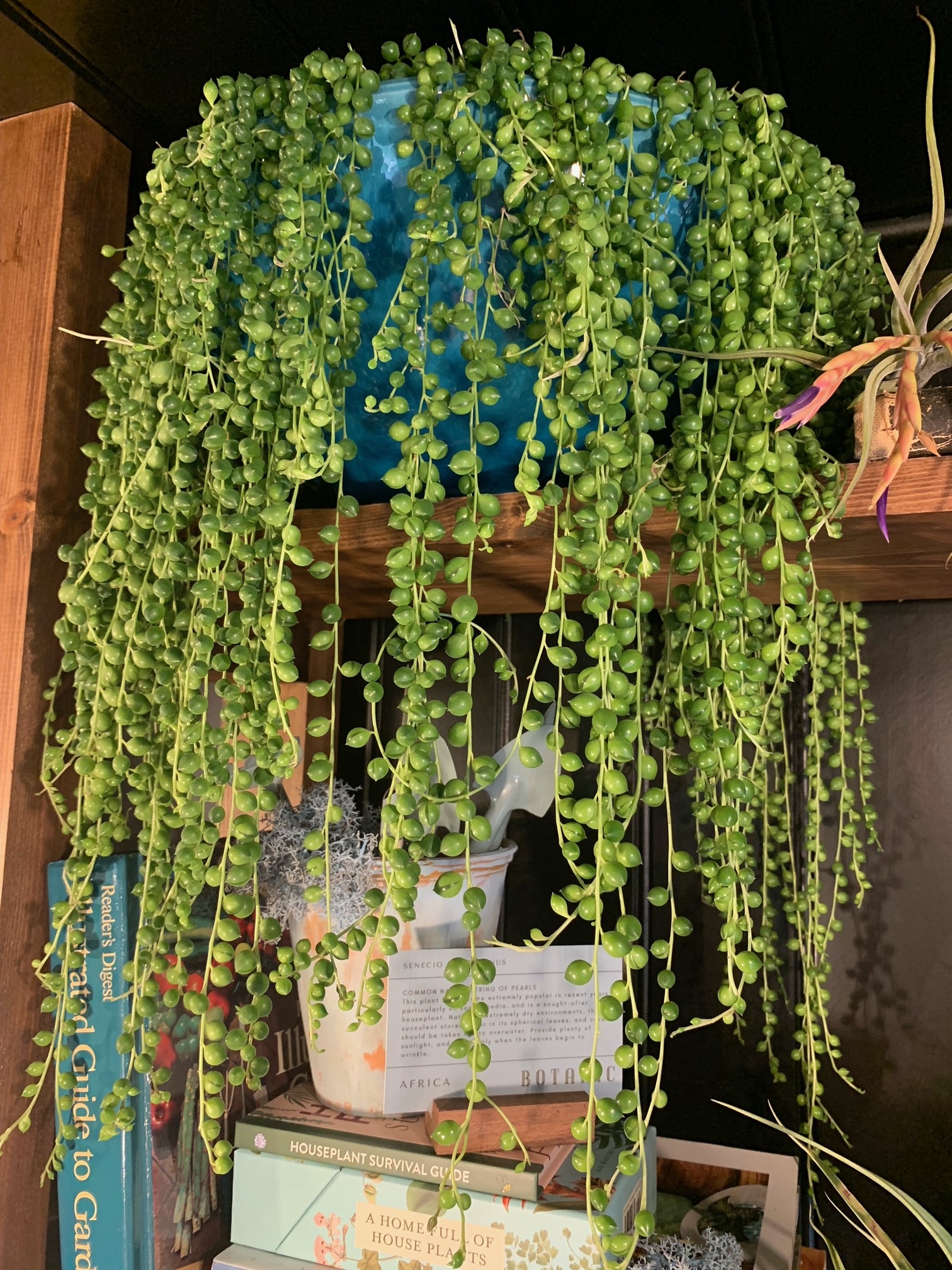 String of Pearls - Senecio Rowleyanus