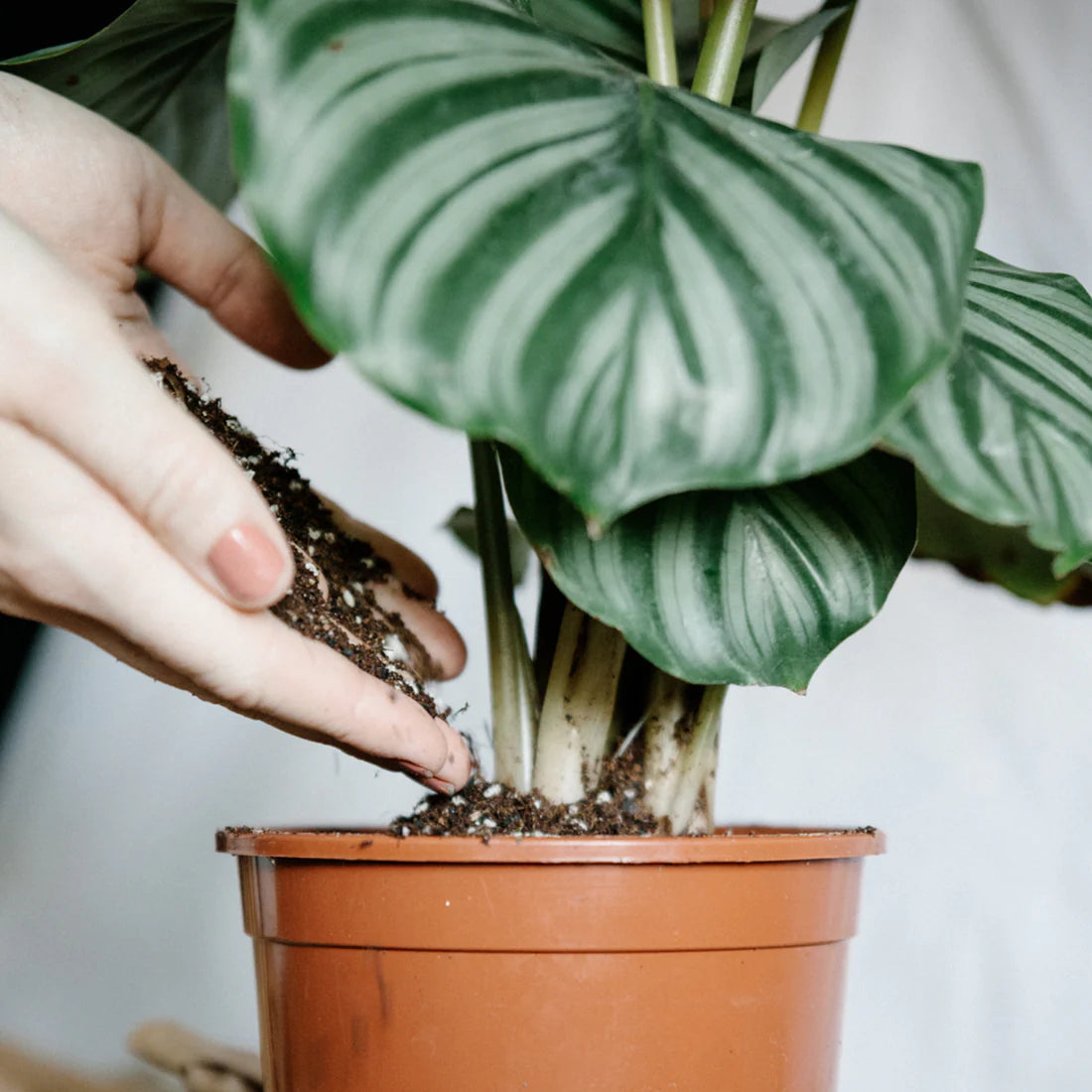 potting mix calathea Soil Ninja Calathea and Maranta Blend Potting Mix – BotanicYork