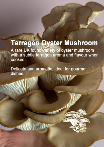 Mushroom Growing Gift Box