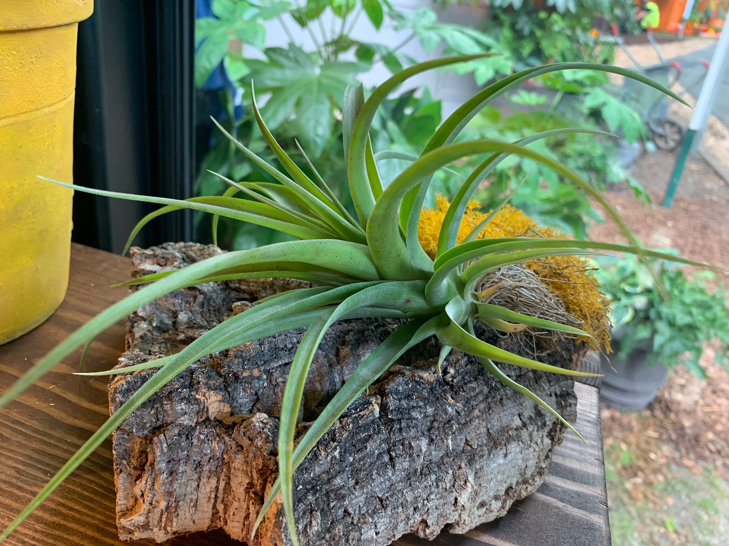 tillandsia air plants Tillandsia