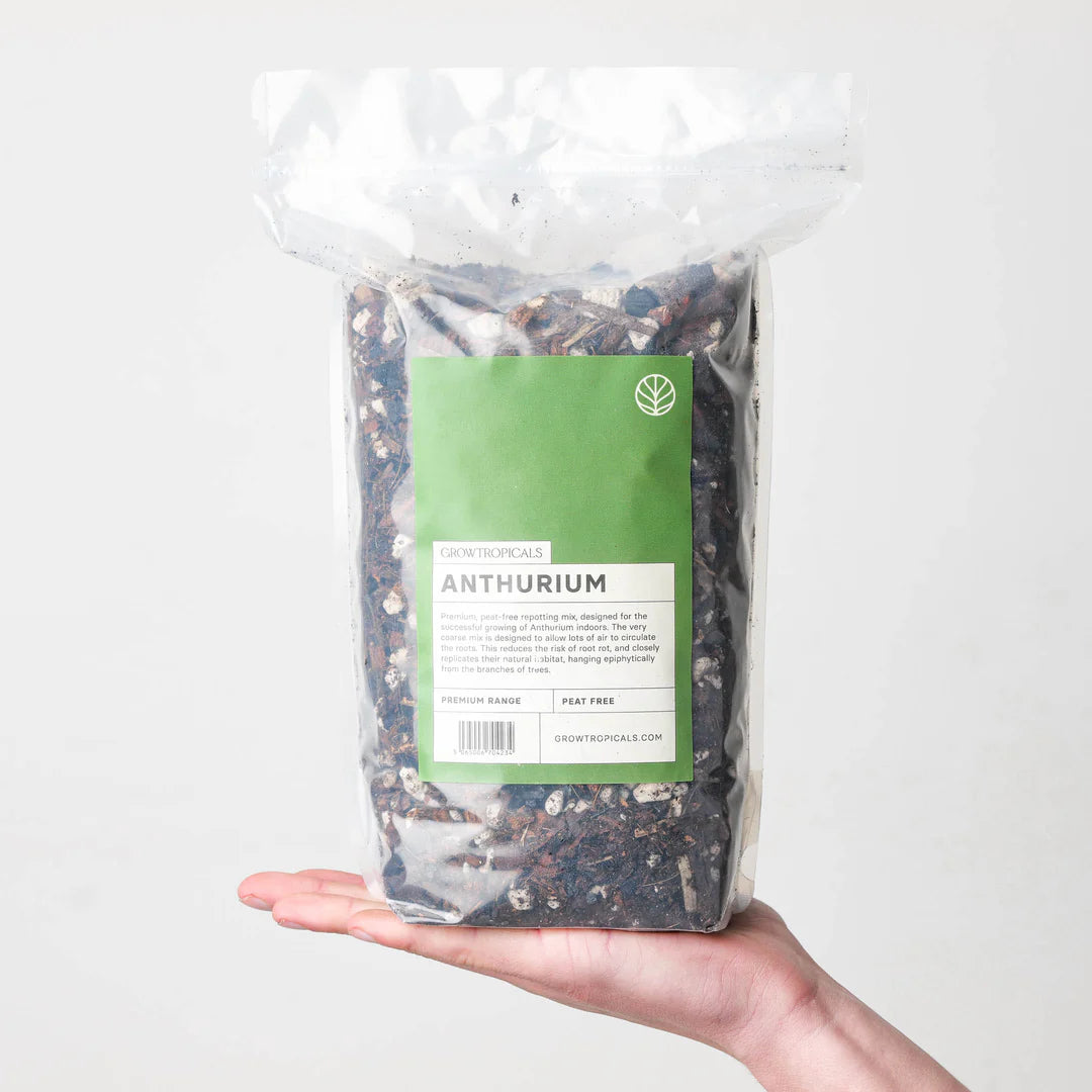 Anthurium Mix