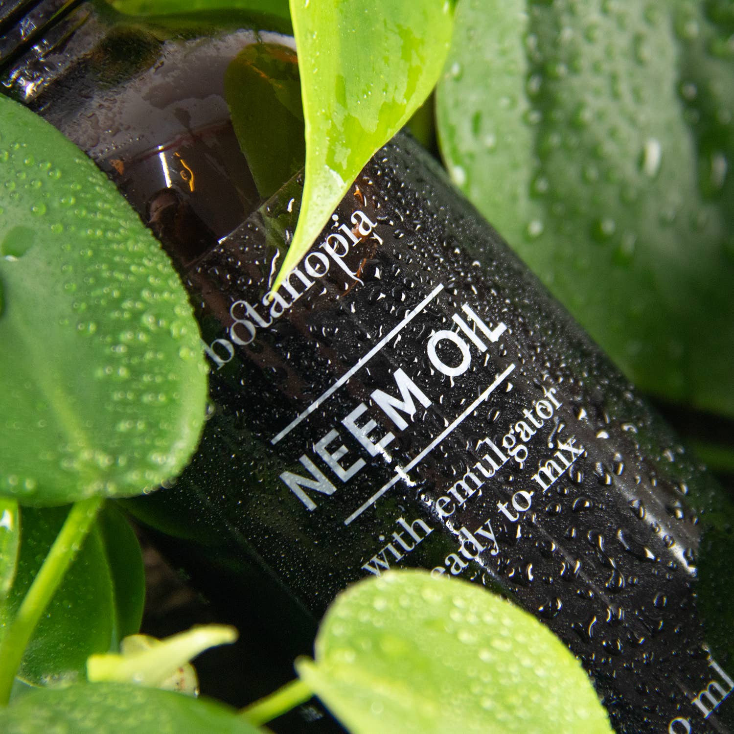 Neem Oil, ready to mix, 100ml