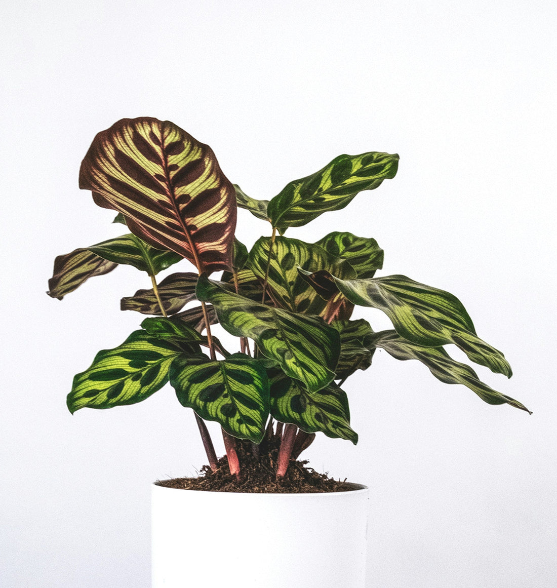 Calathea makoyana - peacock plant