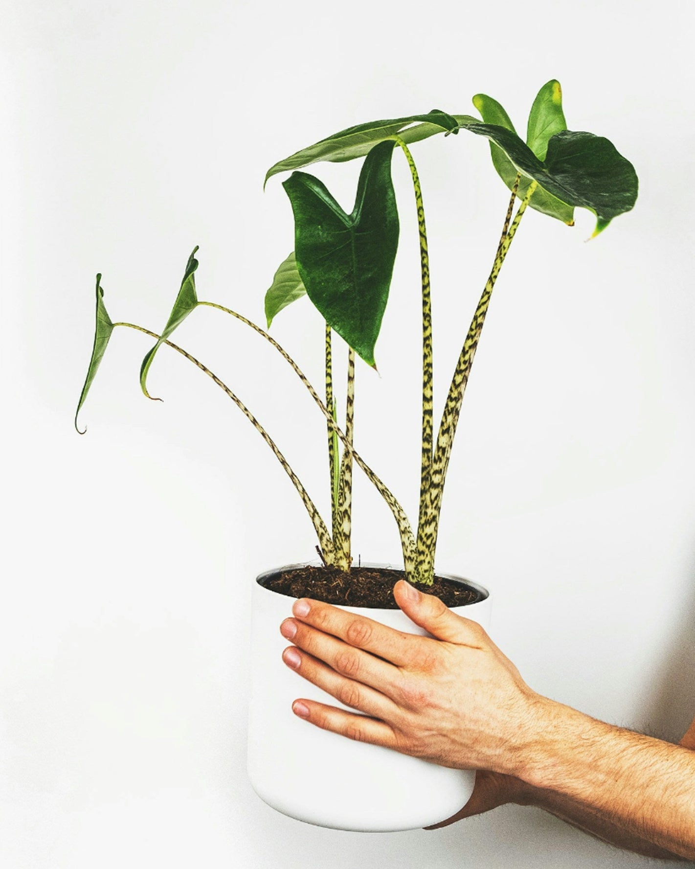 Alocasia zebrina - tropical houseplant