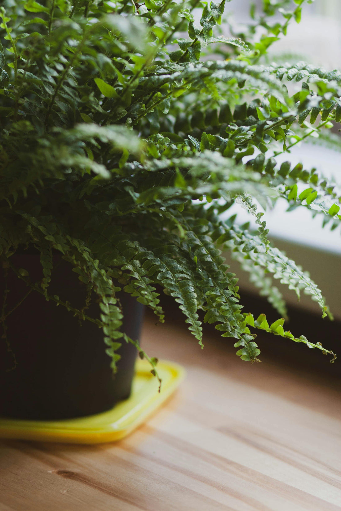 Nephrolepis exaltata - Boston Fern