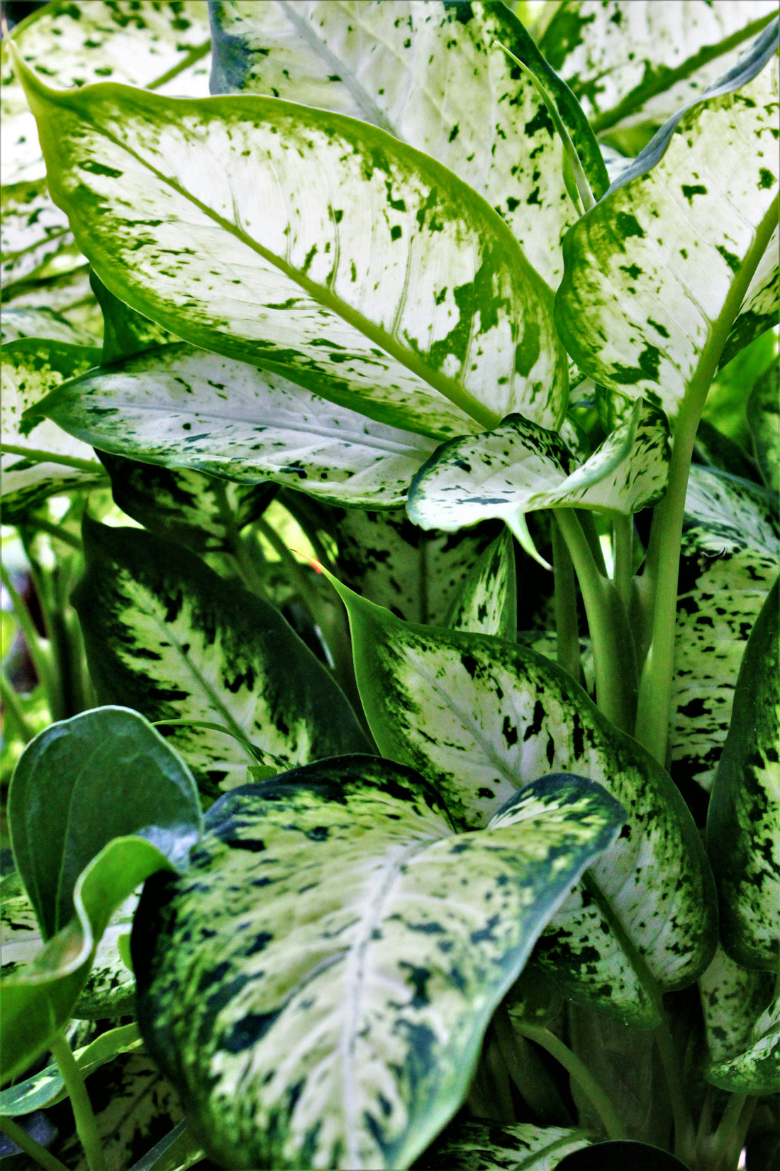 Dieffenbachia - Dumb Cane