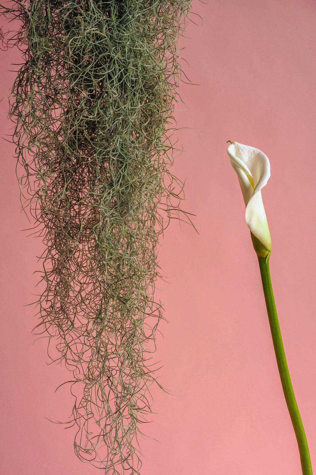 Tillandsia usneoides - Spanish moss