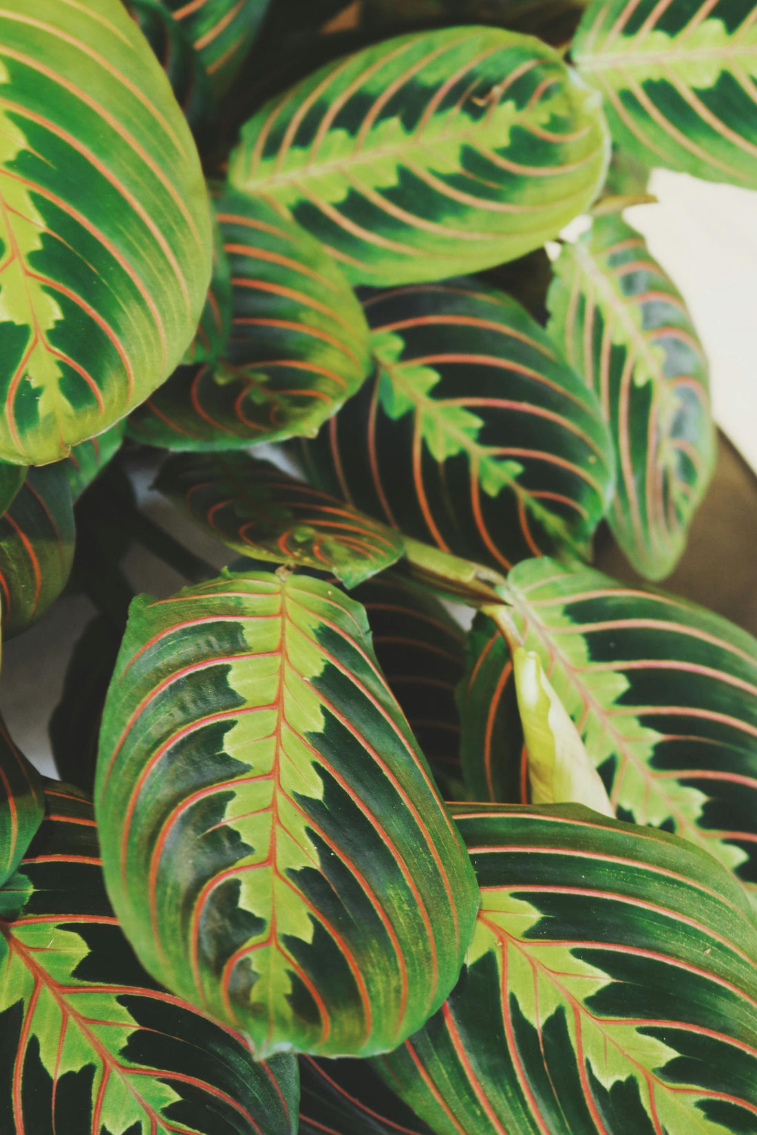 Maranta leuconeura - Prayer plant