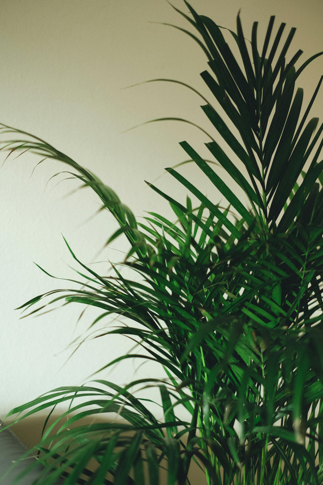 Dypsis lutescens - Areca palm