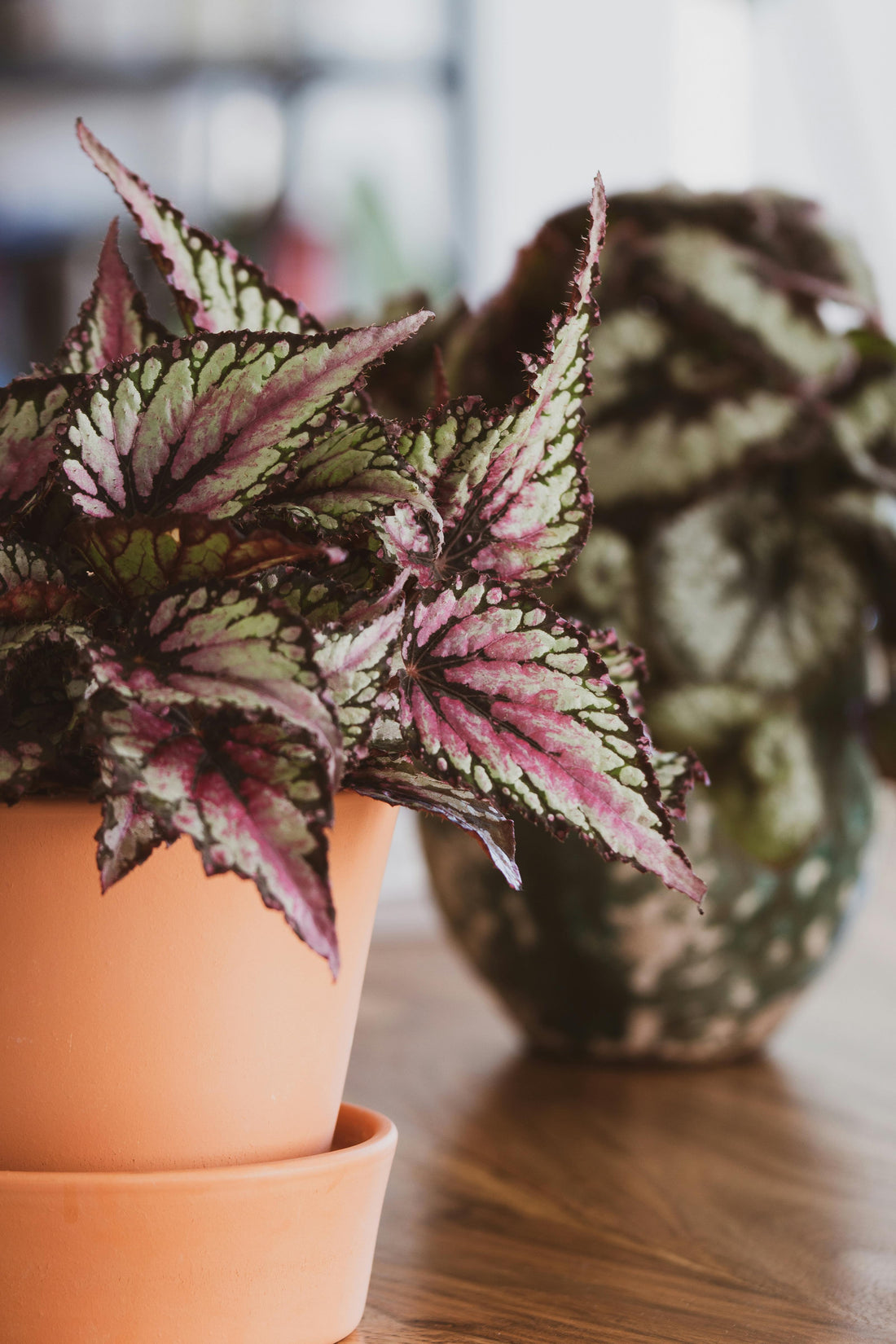 Begonia rex - 12cm