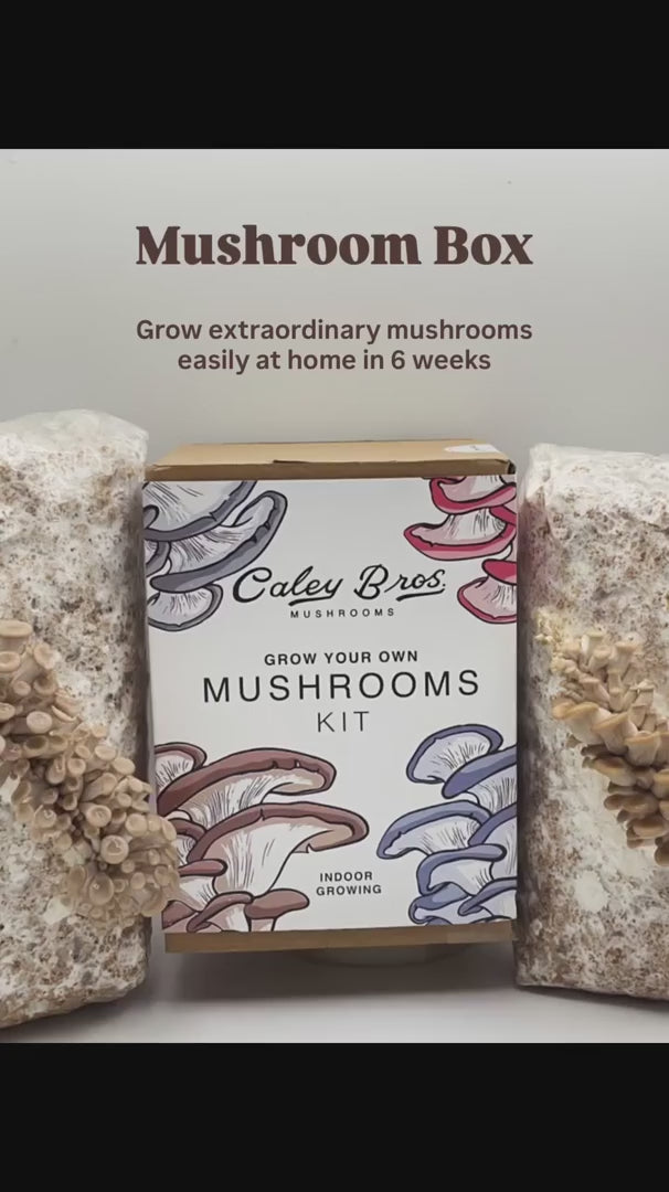Mushroom Growing Gift Box